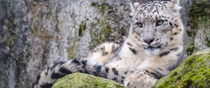 Preview wallpaper irbis, snow leopard, glance, predator, wildlife