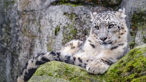 Preview wallpaper irbis, snow leopard, glance, predator, wildlife