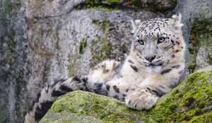 Preview wallpaper irbis, snow leopard, glance, predator, wildlife