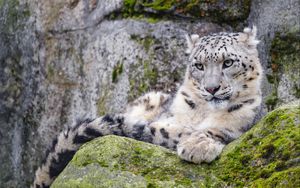 Preview wallpaper irbis, snow leopard, glance, predator, wildlife