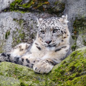 Preview wallpaper irbis, snow leopard, glance, predator, wildlife