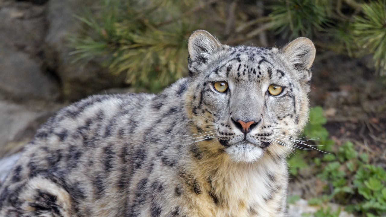 Wallpaperirbis,snowleopard,glance,animal,predator,bigcat高清壁纸免费下载