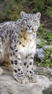 Preview wallpaper irbis, snow leopard, glance, animal, predator, big cat