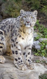 Preview wallpaper irbis, snow leopard, glance, animal, predator, big cat