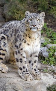 Preview wallpaper irbis, snow leopard, glance, animal, predator, big cat