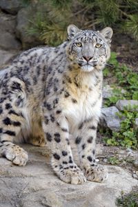 Preview wallpaper irbis, snow leopard, glance, animal, predator, big cat