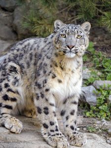 Preview wallpaper irbis, snow leopard, glance, animal, predator, big cat