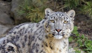 Preview wallpaper irbis, snow leopard, glance, animal, predator, big cat