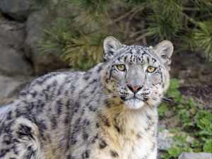 Preview wallpaper irbis, snow leopard, glance, animal, predator, big cat