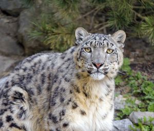 Preview wallpaper irbis, snow leopard, glance, animal, predator, big cat