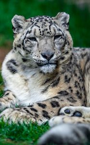 Preview wallpaper irbis, snow leopard, glance, animal, big cat