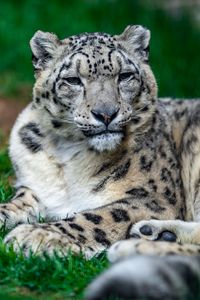 Preview wallpaper irbis, snow leopard, glance, animal, big cat