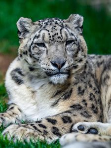 Preview wallpaper irbis, snow leopard, glance, animal, big cat