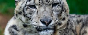 Preview wallpaper irbis, snow leopard, glance, animal, big cat