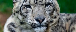 Preview wallpaper irbis, snow leopard, glance, animal, big cat