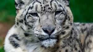 Preview wallpaper irbis, snow leopard, glance, animal, big cat