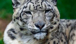 Preview wallpaper irbis, snow leopard, glance, animal, big cat