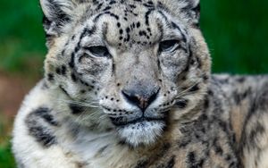 Preview wallpaper irbis, snow leopard, glance, animal, big cat