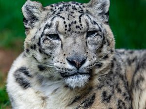 Preview wallpaper irbis, snow leopard, glance, animal, big cat