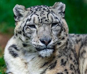 Preview wallpaper irbis, snow leopard, glance, animal, big cat