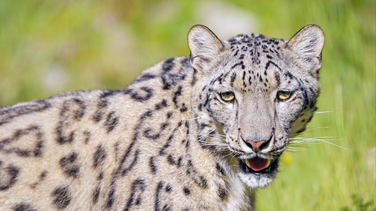 Wallpaper irbis, snow leopard, glance, animal, roar