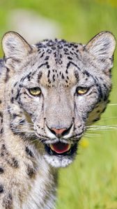 Preview wallpaper irbis, snow leopard, glance, animal, roar