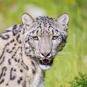 Preview wallpaper irbis, snow leopard, glance, animal, roar