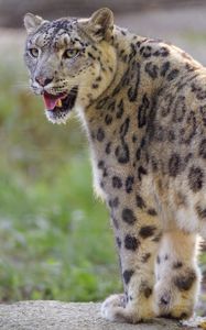 Preview wallpaper irbis, snow leopard, glance, protruding tongue, big cat
