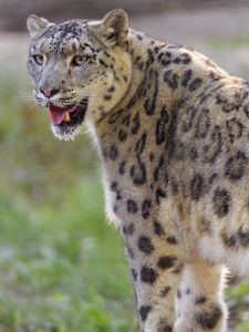 Preview wallpaper irbis, snow leopard, glance, protruding tongue, big cat