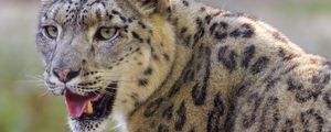 Preview wallpaper irbis, snow leopard, glance, protruding tongue, big cat