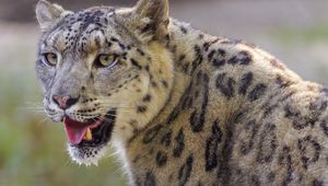 Preview wallpaper irbis, snow leopard, glance, protruding tongue, big cat