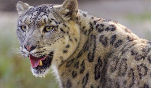 Preview wallpaper irbis, snow leopard, glance, protruding tongue, big cat