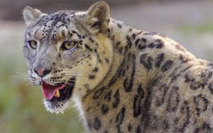 Preview wallpaper irbis, snow leopard, glance, protruding tongue, big cat