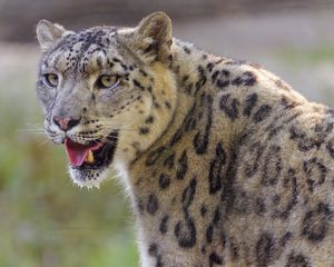 Preview wallpaper irbis, snow leopard, glance, protruding tongue, big cat