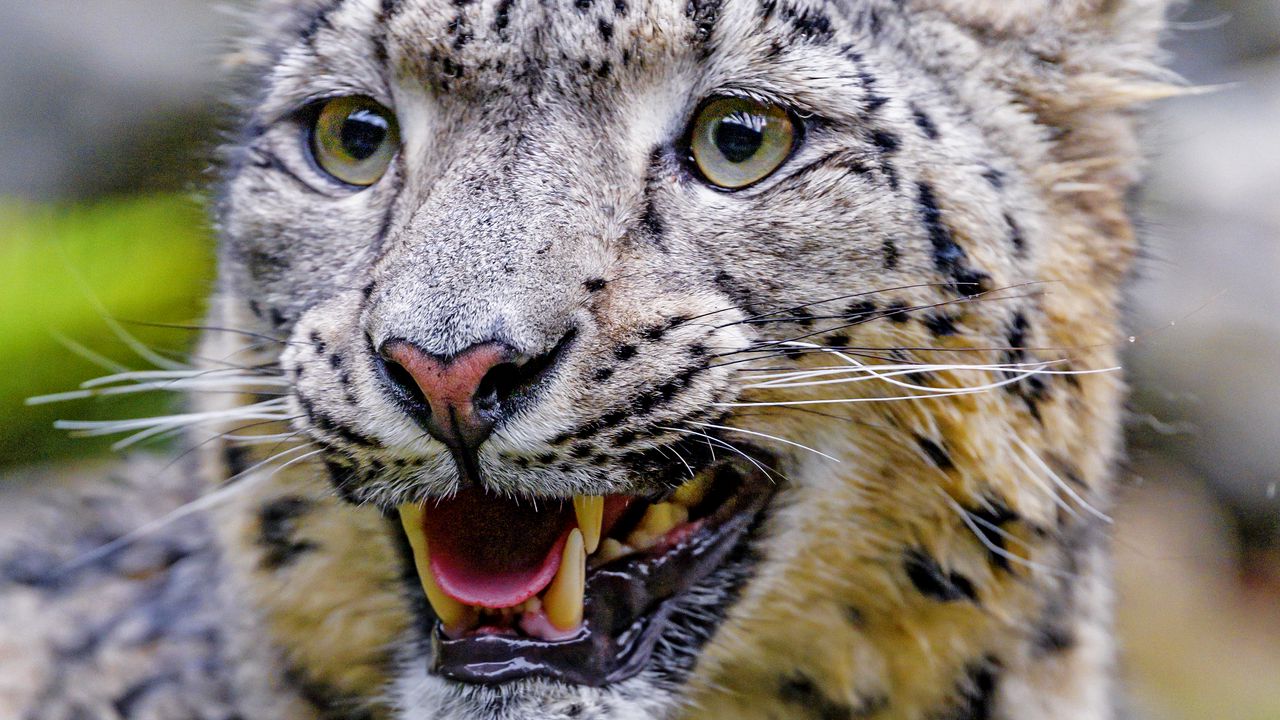 Wallpaper irbis, snow leopard, grin, predator, big cat