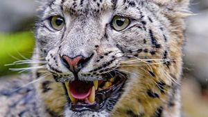 Preview wallpaper irbis, snow leopard, grin, predator, big cat