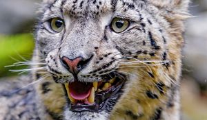 Preview wallpaper irbis, snow leopard, grin, predator, big cat