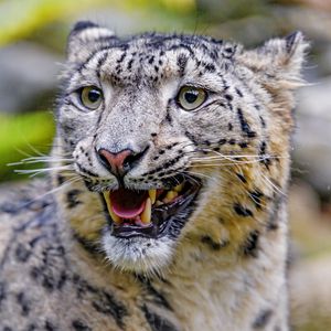 Preview wallpaper irbis, snow leopard, grin, predator, big cat