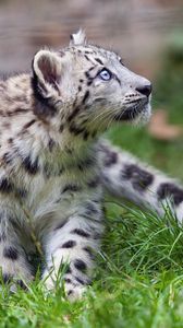 Preview wallpaper irbis, snow leopard, kitten, animal, wild, grass