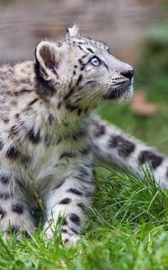 Preview wallpaper irbis, snow leopard, kitten, animal, wild, grass