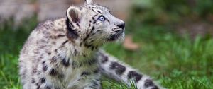 Preview wallpaper irbis, snow leopard, kitten, animal, wild, grass