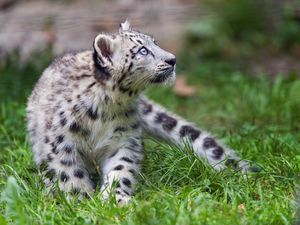 Preview wallpaper irbis, snow leopard, kitten, animal, wild, grass