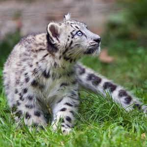 Preview wallpaper irbis, snow leopard, kitten, animal, wild, grass