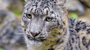 Preview wallpaper irbis, snow leopard, predator, animal, big cat