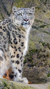 Preview wallpaper irbis, snow leopard, predator, animal, white, wildlife