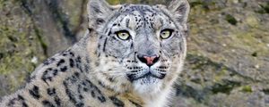 Preview wallpaper irbis, snow leopard, predator, animal, white, wildlife