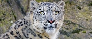 Preview wallpaper irbis, snow leopard, predator, animal, white, wildlife