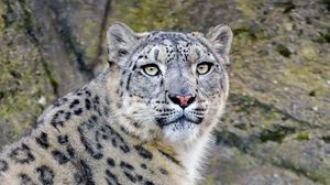 Preview wallpaper irbis, snow leopard, predator, animal, white, wildlife