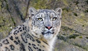 Preview wallpaper irbis, snow leopard, predator, animal, white, wildlife