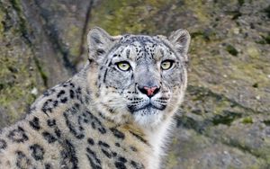 Preview wallpaper irbis, snow leopard, predator, animal, white, wildlife